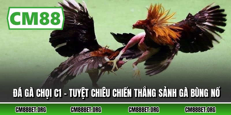 Đá Gà Chọi C1 - Tuyệt Chiêu Chiến Thắng Sảnh Gà Bùng Nổ