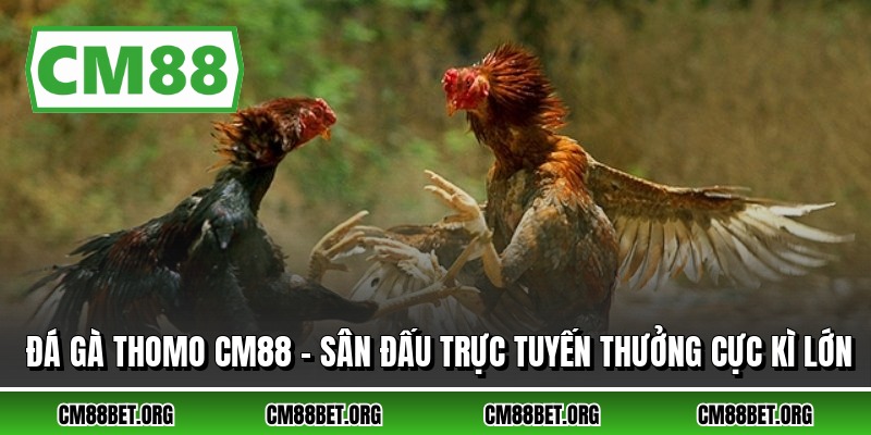 Đá Gà Thomo CM88 - Sân Đấu Trực Tuyến Thưởng Cực Kì Lớn