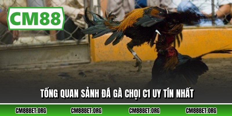 Tổng quan sảnh đá gà chọi c1 uy tín nhất