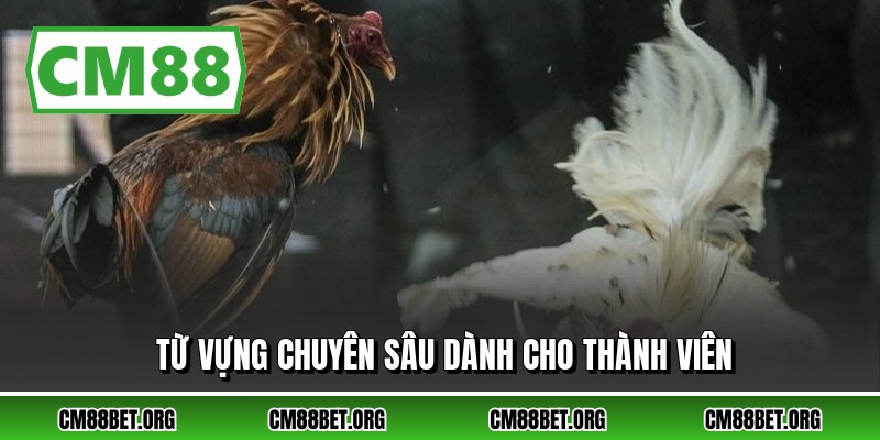 Từ vựng chuyên sâu dành cho thành viên