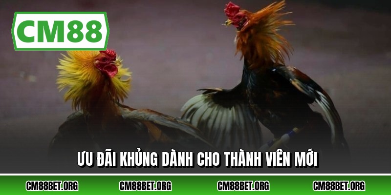 Ưu đãi khủng dành cho thành viên mới